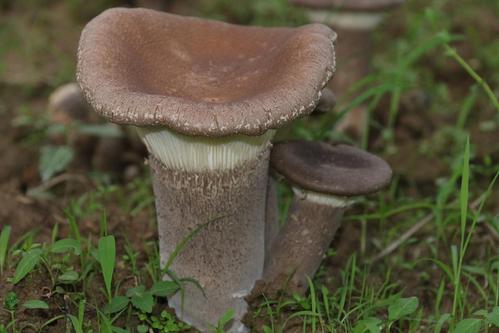 2020年9月3日虎奶菇价格行情、今日虎奶菇多少钱一斤?