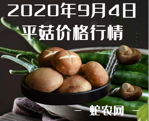 2020年9月4日平菇价格行情、今日平菇多少钱一斤?