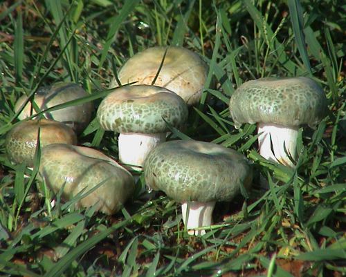 2020年9月4日野生菌价格行情、今日野生菌多少钱一斤?