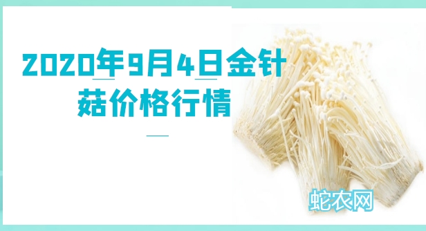 2020年9月4日金针菇价格行情、今日金针菇多少钱一斤？