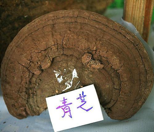 2020年9月4日青灵芝价格行情、今日青灵芝多少钱一斤?