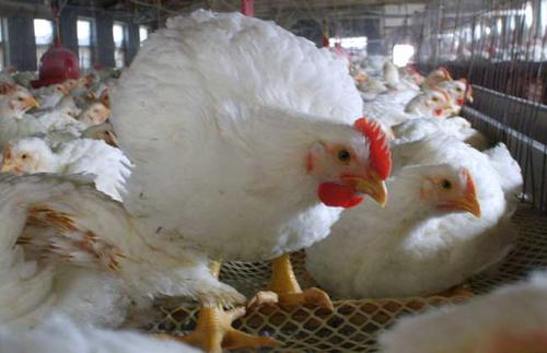 肉鸡价格下降45.4%!销售疲软还是怎么回事呢?