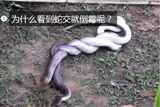 为什么看到蛇交就倒霉呢？