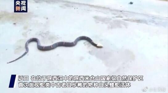 陕西米仓山国家级自然保护区首次发现白头蝰蛇！
