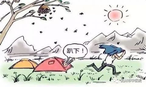 可怕!马蜂袭击毒性不能忽视!堪比眼镜蛇!