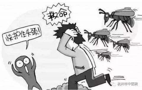 可怕！马蜂袭击毒性不能忽视！堪比眼镜蛇！