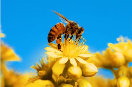 蜜蜂图片1