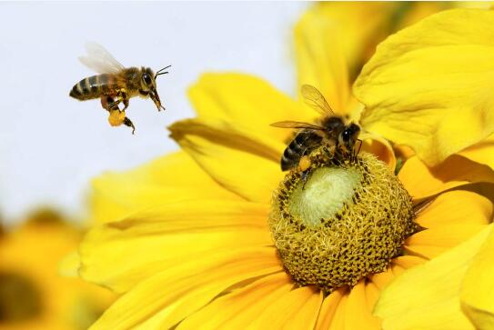 蜜蜂图片2