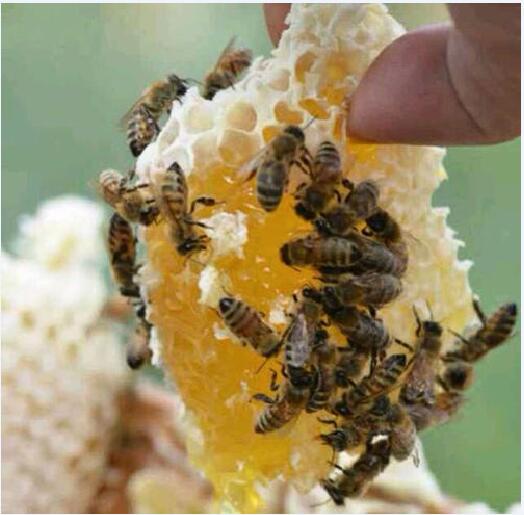 蜜蜂图片5