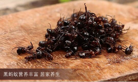 黑蚂蚁图片2