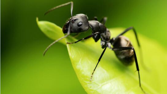 黑蚂蚁图片1