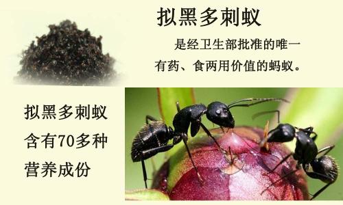 黑蚂蚁图片5