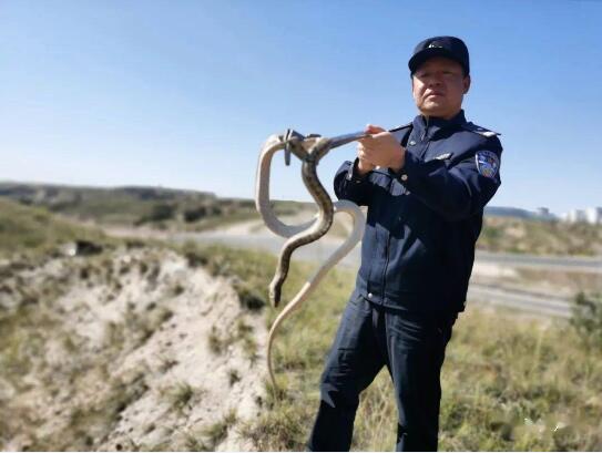 鄂尔多斯一园区惊现一米长蛇! 民警提示勿随便捕捉!