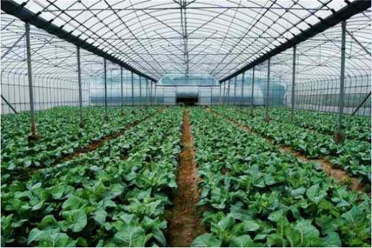 大棚蔬菜图片7