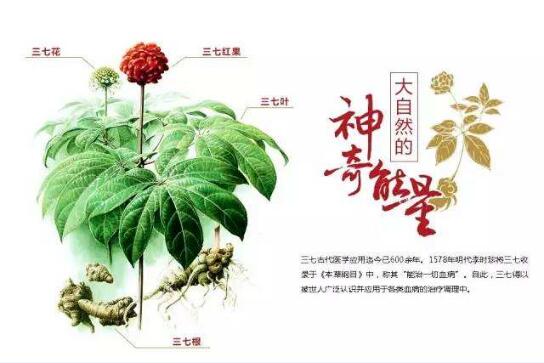 三七图片2