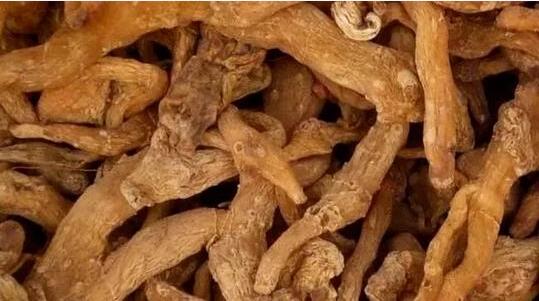 黄精图片3