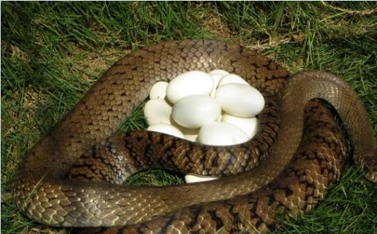 蛇孵化出来多大蛇蛋出蛇？