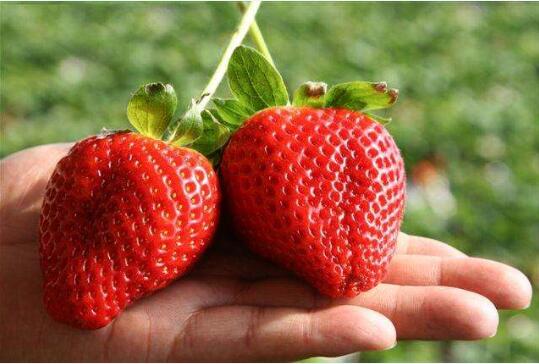 草莓图片1