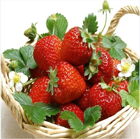 草莓图片2