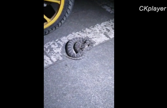 成吉思汗西街共享单车旁惊现毒蛇！