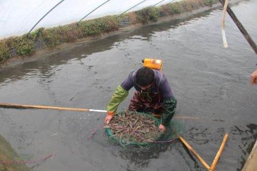 2020年10月湖北省水产养殖病害预测预报