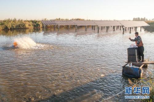 2020年10月山东省水产养殖病害预测预报