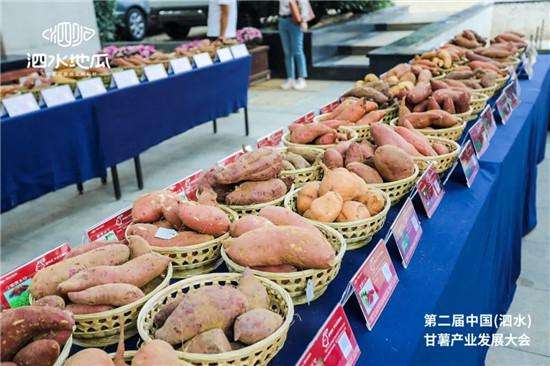 当“泗水地瓜”遇到“尼山鹿鸣”