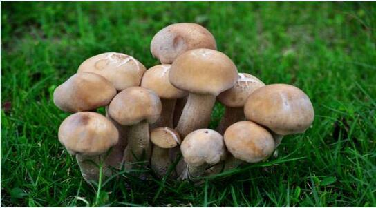 蘑菇图片1