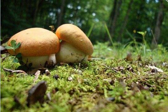 蘑菇图片5