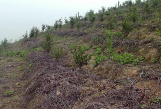 南衡阳市:荒山荒坡变成“金山银山” 衡阳县近3年新造油茶林面积达12万亩