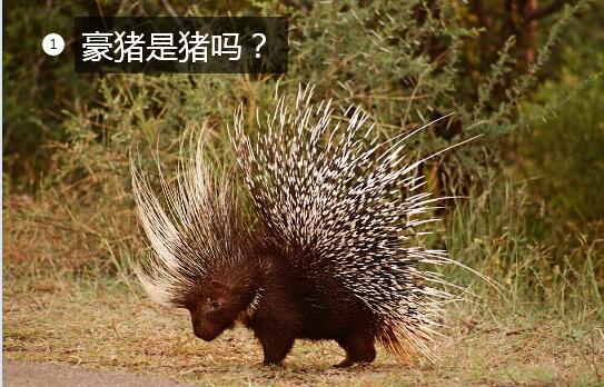 豪猪是猪吗?