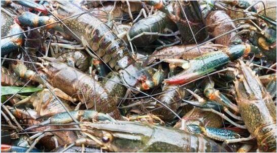 澳洲龙虾养殖图片