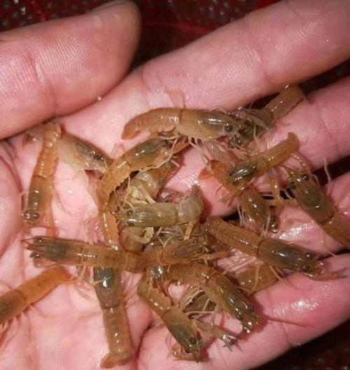 澳洲小龙虾图片5