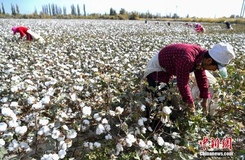 中国棉花主产区新疆进入棉花采收期