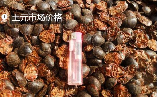 土元市场价格图片