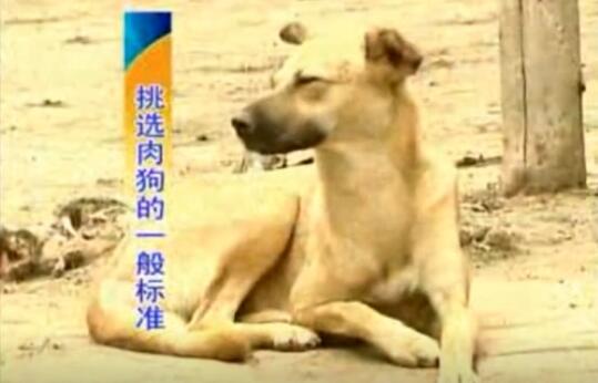 肉狗的养殖场地视频截图