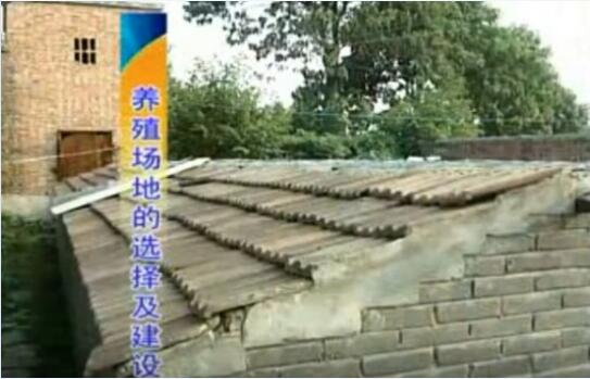 肉狗的养殖场地视频截图