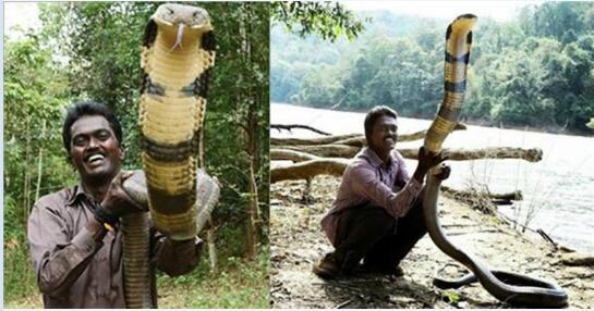 眼镜王蛇占屋为王！世界上最大、超排毒量、最聪明也是最危险的毒蛇！