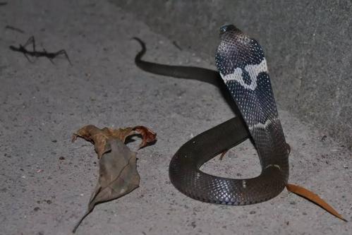 严格的说蝮蛇斗得过眼镜蛇吗？