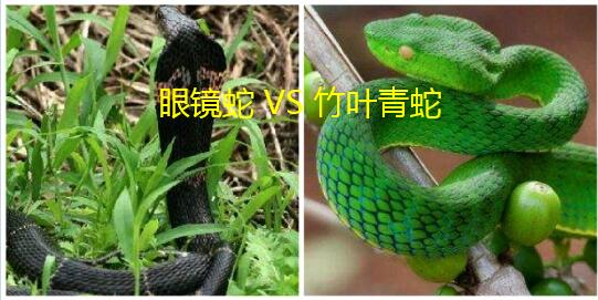 在民间各种毒蛇的毒性传闻大多都不实,夸张成分比较大,竹叶青蛇和眼镜