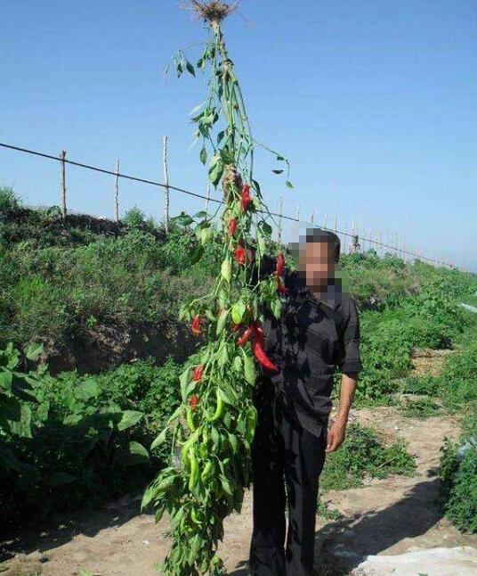 是一种德国木本辣椒树(辣妹椒,咖啡椒,珍珠椒等),茄科多年生长多年产