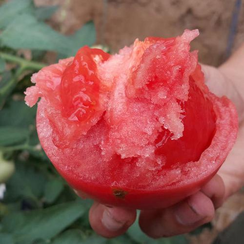 水果西红柿图片5