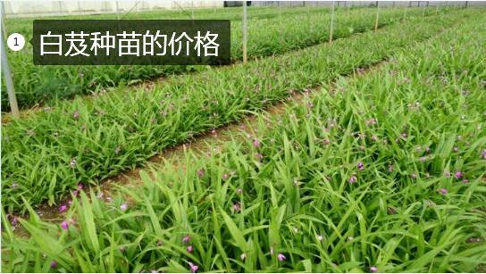 白芨种苗的价格