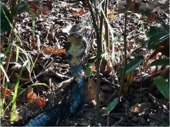 深圳一地惊现长3米4斤重眼镜王蛇!