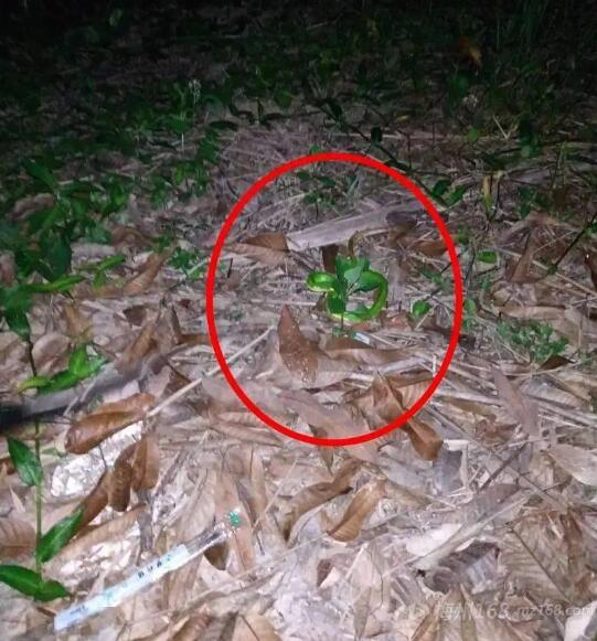 丰顺县又有蛇出没,而且是6条竹叶青蛇!“美丽杀手”!