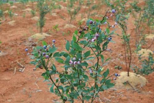 蓝莓苗种植图片6