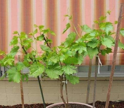 盆栽葡萄種植方法4