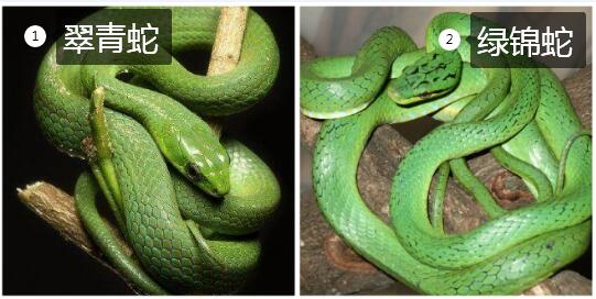绿锦蛇和翠青蛇图片1