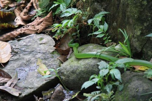 绿锦蛇和翠青蛇图片3