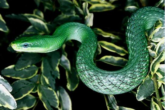 绿锦蛇和翠青蛇图片2